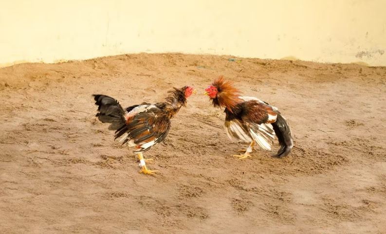 WhatsApp Image 2025-01-14 at 11.00.07