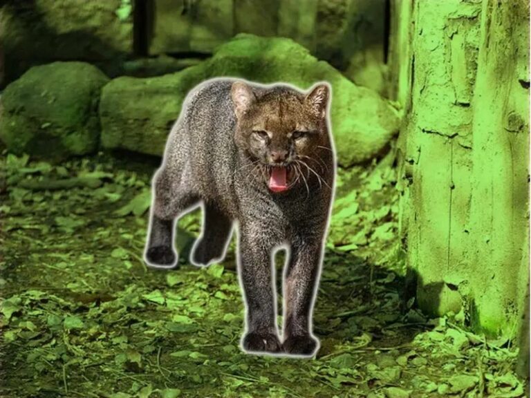 WhatsApp Image 2025-04-02 at 11.13.36