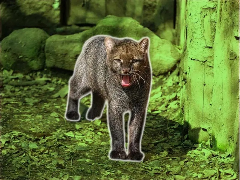 WhatsApp Image 2025-04-02 at 11.13.36