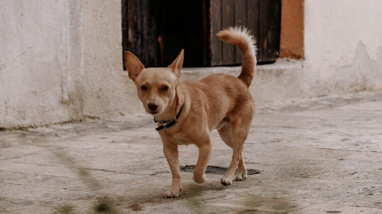 WhatsApp Image 2025-06-04 at 11.11.14