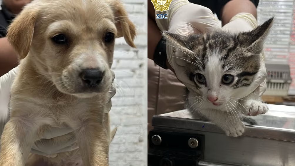 WhatsApp Image 2025-07-10 at 10.18.36